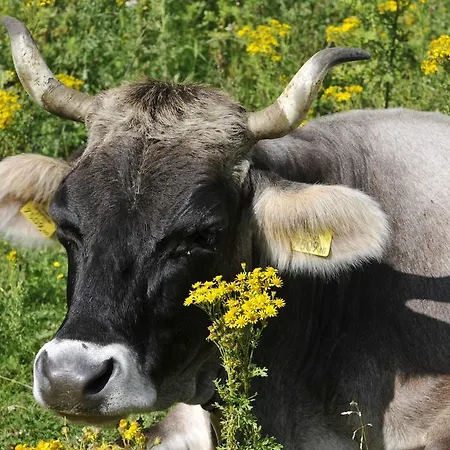 Haus Elisabeth فندق مبيت وإفطار نيوستيف ام ستوبيتا