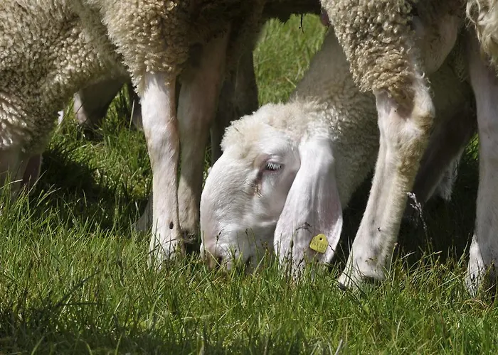 Bed & Breakfast Haus Elisabeth Neustift im Stubaital