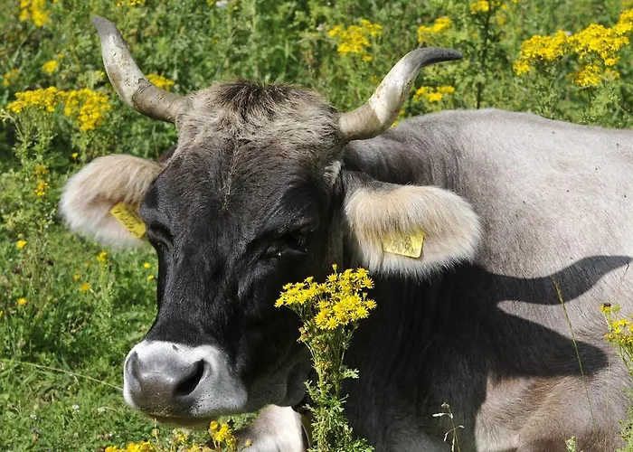 Haus Elisabeth Bed & Breakfast Neustift im Stubaital